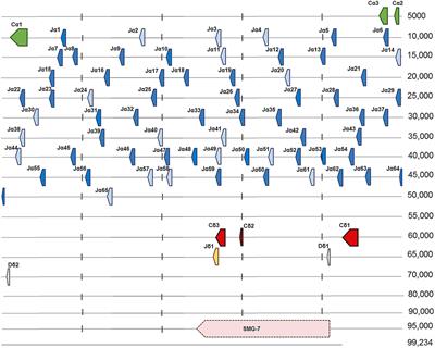 T Cell Receptor Alpha Chain Genes in the Teleost Ballan Wrasse (Labrus bergylta) Are Subjected to Somatic Hypermutation